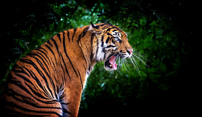The Malayan tiger Panthera tigris tigris, he sits and roars with his mouth open and big white fangs...