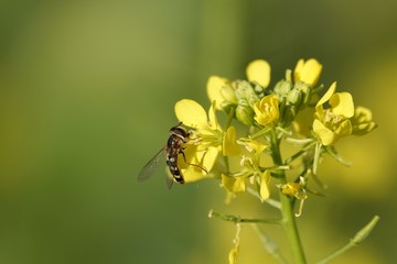 Raps, Insekt, Blume, Pflanze, gelb, Natur, Herbst, Winter, Blüte, Nahaufnahme, Makro, blühen, Flora, Feld, floral, Biene, wild, Schwebinsekt, Blütenstaub, Bestäubung, bestäuben, sonnig, kalt