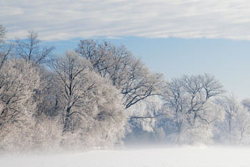 Obraz na płótnie Canvas Hoarfrost encases a forest of bare trees in fog on a frigid winter morning, Michigan, USA