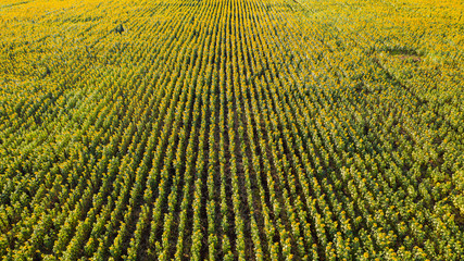 Sunflower garden, Aerial top view, background with beautiful yellow flower in thailand
