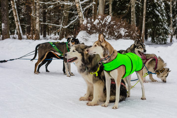 Fototapeta na wymiar Husky dogs having a rest at winter forest