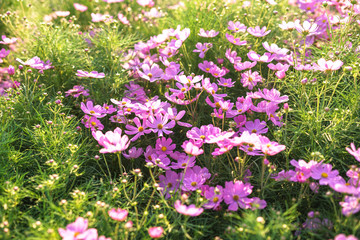 Beautiful pink flowers with sunset light