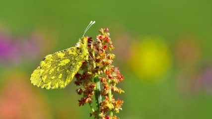 Anthocharis damone  821