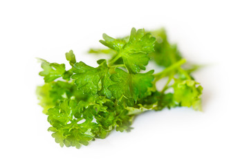 Bundle of parsley on white background. Close up selective focus.