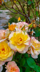 Graham Thomas Rose blooming in summer the photo