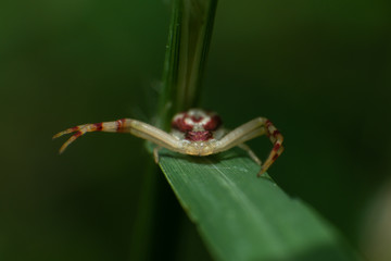 face to face spider
