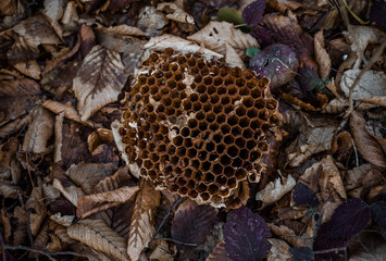 swarm of bees in a beehive