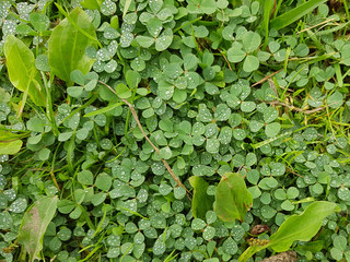 Fototapeta premium Dew drops on bright green grass background. Wet grass after rain. Top view. Wallpaper