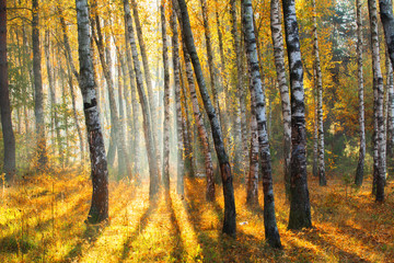 Beautiful autumn park