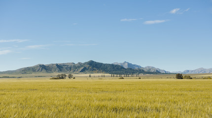 Field of barley