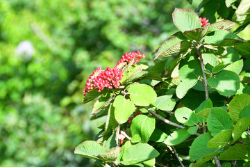 Viburnum lantana L. (family Viburnaceae)  in the mountains of Abkhazia