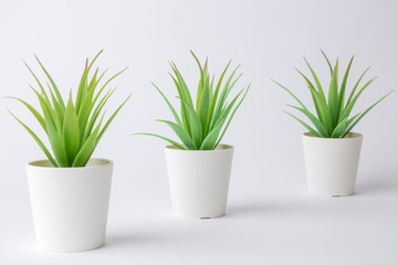 House potted plants against white background minimal creative concept. Space for copy.