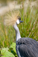 Closeup of Black Crowned Crane (Balearica pavonina) seen from behind and showing the egret well