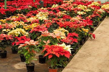 Greenhouse full of Christmas poinsetta flowers.
