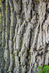Tree's bark pattern, plant texture, close-up of rough natural background