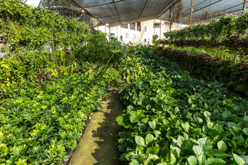 Fototapeta na wymiar Greenhouse full of green plants.