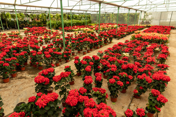 Greenhouse full of Christmas poinsetta flowers.
