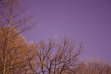 tree and moon