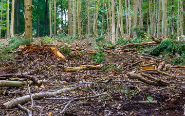 Deforstation for upkeep in the liesbos forest of Breda, The Netherlands