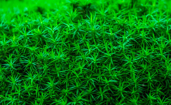 macro closeup of common hair cap moss, star shaped leaves, cosmopolitan wild plant specie