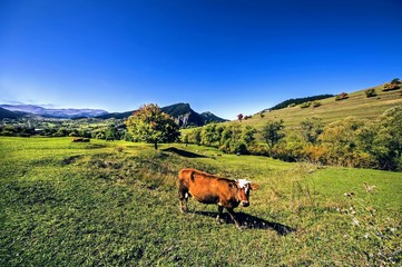 Fototapeta premium cow on the meadow