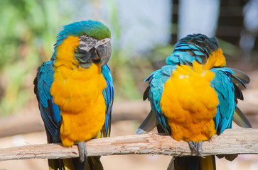 Pair of colorful macaws landed on a wooden stick