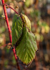 Winter green old leaf. Nature