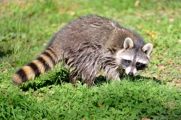 Closeup of Raccoon (Procyon lotor) on grass © Christian Musat