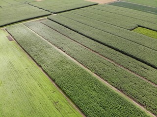 rows of green plants in a field