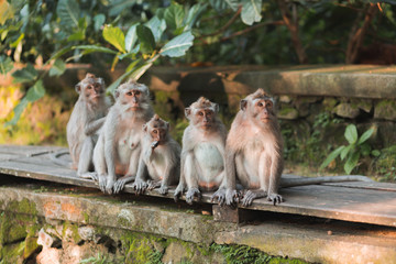 Monkeys and monkey family in the rainforest. Cubs with their parents. Funny and wild animals