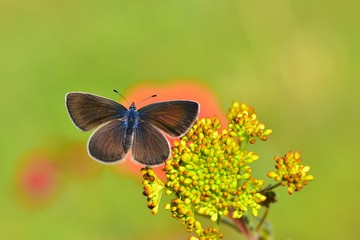 Glaucopsyche alexis  812