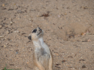 Naklejka na ściany i meble Close up standing meerkat or suricate, Suricata suricatta looking up, selective focus, copy space for text