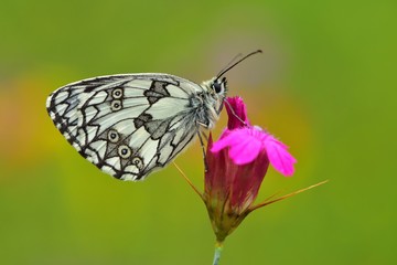 Melanargia galathea  820