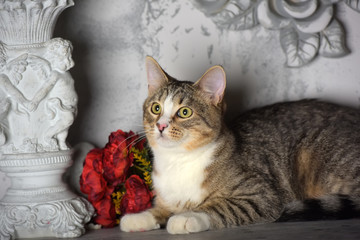 tabby cat and flowers in the studio on a gray
