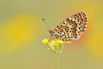 Melitaea trivia  815