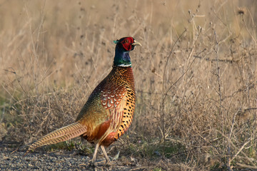 common pheasant