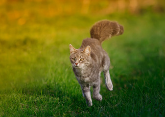 Naklejka na ściany i meble beautiful striped cat running on green bright grass in summer Sunny meadow