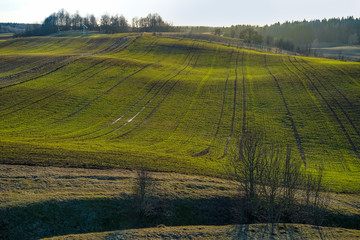 Early spring in Lithuanian countryside on a sunny evening. There are green crops on the hills. In the distance - forest and sky.