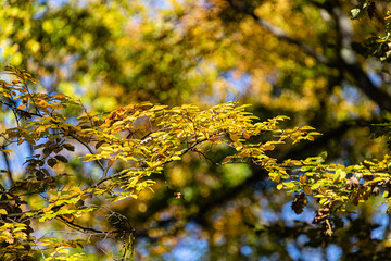 Bucheblätter im Herbst