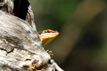 lizard on rock