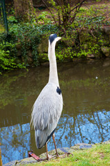 great blue heron