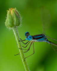 Naklejka premium dragonfly and flower stem