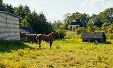 Obraz na płótnie Canvas Horse in the Belarus Village, summer day