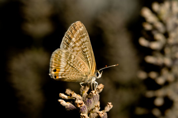 schmetterling