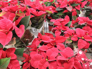 fiore stella di natale in gruppo