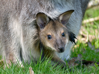 Closeup joey Red-necked wallaby or wallaby of Bennett (Macropus rufogriseus) in the pocket © Christian Musat