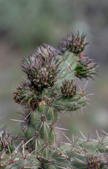Naklejka na ściany i meble A nice bokeh photograph featuring a cholla cactus found in Colorado USA.