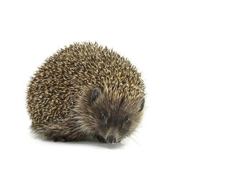 Hedgehog isolated on white background