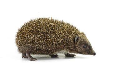 Hedgehog isolated on white background