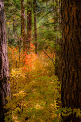 Obraz premium Fall for Planet Sedona